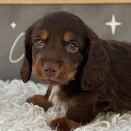 AKC Abel - Chocolate and tan male Dachshund puppy in Colbert, Oklahoma from Brooke Crenshaw