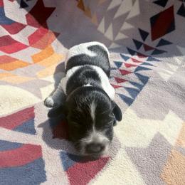 Piebald boy - Piebald male Dachshund puppy in Umatilla County, Oregon from Divine Dogs