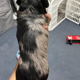 Dachshund Puppies from L & J Kennel