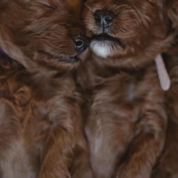 Goldendoodle and Poodle Puppies from Gorgeous Goldendoodles