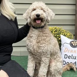 snowflake - Goldendoodle