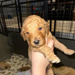 Oliver - Apricot male Goldendoodle puppy in Prosperity, Pennsylvania from Stelladoodles & Company
