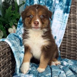 Rusty - Red tri-color male Australian Shepherd puppy in Oxford, Florida from SoCo Aussies