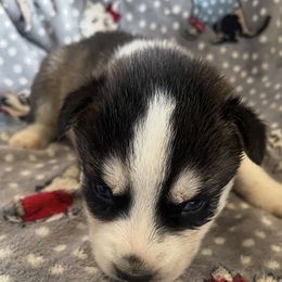 Boy 1 - Black and white male Siberian Husky puppy in Benton, Tennessee from Heddens Husky Hideaway