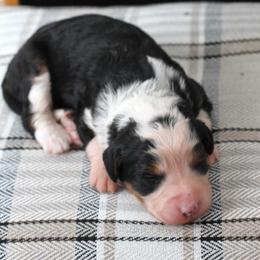 Chloe - Tri-color female Bernedoodle puppy in Lancaster, Pennsylvania from Homestead Bernedoodles