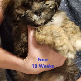 Lhasa Apso Puppies from Lotsa Apsos