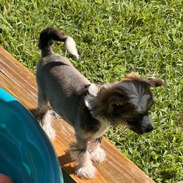 Jushae's Southern Charm  (We affectionately call him JR because he has markings and a personality like his handsome daddy) - Sable male Chinese Crested puppy in Anniston, Alabama from Jushae Kennel