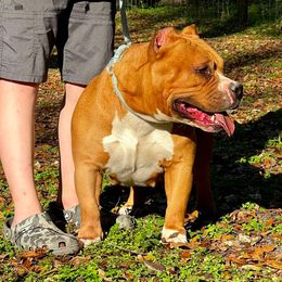 American Bully puppies from Bolt Action Kennel