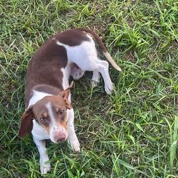 Jax - Dachshund