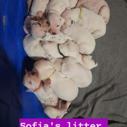 Dalmatian Puppies from Spotty Bottom Dalmatians