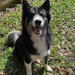 Noah $400 - Black and white Pomsky puppy in Jacksonville, Florida from Northeast Florida Pomskies