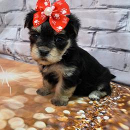 Grace - Black & tan tri-color female Morkie puppy in Monticello, Iowa from Ashley’s Puppies