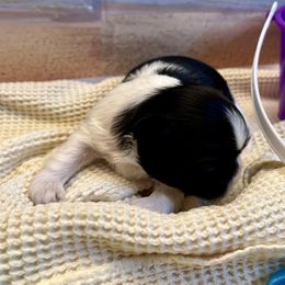 Jaimie - Black and white female Shih Tzu puppy in Brevard, North Carolina from House of Little Lions