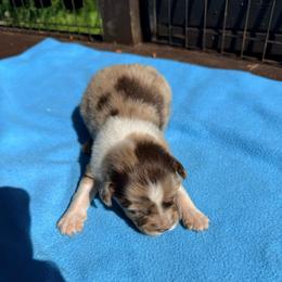 Mars - Red merle male Australian Shepherd puppy in Yelm, Washington from Country Rose Australian Shepherds