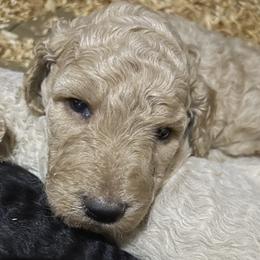 Poodle Puppies from Morningstar Standard Poodles
