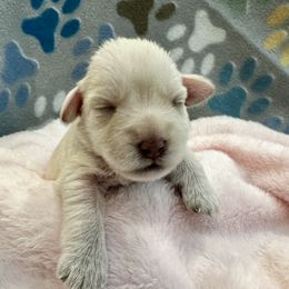 Miniature Schnauzer Puppies from The schnauzer Shack