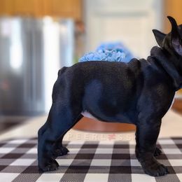 French Bulldog Puppies from PEERLESS French Bulldogs