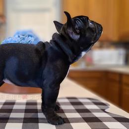French Bulldog Puppies from PEERLESS French Bulldogs