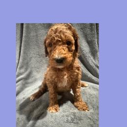 AKC Standard poodle Pascal - Apricot male Poodle puppy in Harrisburg, Arkansas from Ransone’s Ridge Runners Poodles and Doodles