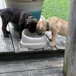 Cane Corso Puppies from Aries Legecy Cane Corso