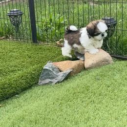 Shorty - Tricolor male Shih Tzu puppy in Wyoming, Michigan from Shih Tzu Shenanigans