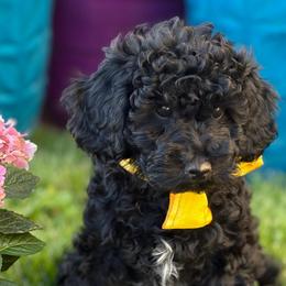 SALE Cumin - male Cavapoochon puppy in North Lawrence, Ohio from Liberty Pups