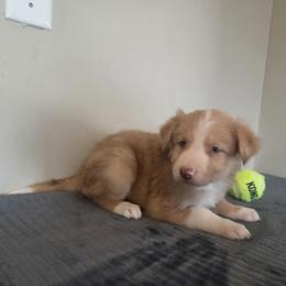 Maple - Sable merle female Border Collie puppy in Gary, Indiana from Lake Ridge Border Collies