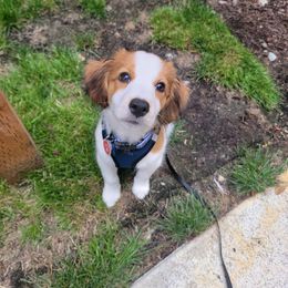 Nederlandse Kooikerhondje Puppies from Ragnarök Kooikerhondjes