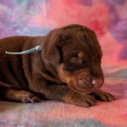 Male 2 - Light Blue Collar - Red and rust male Doberman Pinscher puppy in Spencer, Indiana from Jackson's Dobermans