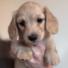 Kurt - Cream male Dachshund puppy in Grand Junction, Colorado from Agape Dachshunds