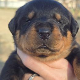I don't name - Black and mahogany male Rottweiler puppy in Oklahoma City, Oklahoma from Von Edlenhaus Rottweilers