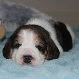 Rome - Black tan and white male Beagle puppy in Morrill, Kansas from Kelle Beagles
