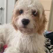 Cavachons from Caraid Cavachons