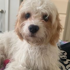 Cavachons from Caraid Cavachons