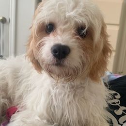 Cavachons from Caraid Cavachons