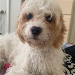 Cavachons from Caraid Cavachons