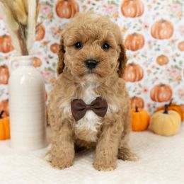 Cockapoo Puppies from Firm Foundation Cockapoos