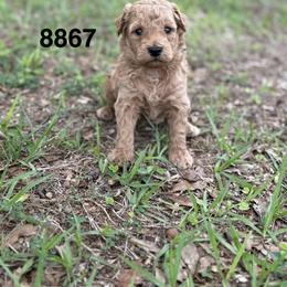 Rocky - Red  male Goldendoodle puppy in Arcadia, Florida from KnuDawn Goldendoodles and Cavapoos
