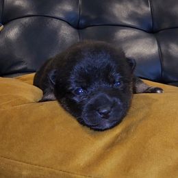Shiba Inu Puppies from Pineapple Kennels