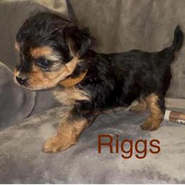 Riggs - Black & tan tri-color male Morkie puppy in Seneca, Missouri from M.Y. Morkies and Yorkies