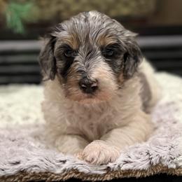 Aurora - Merle female Bernedoodle puppy in Monument, Colorado from Colorado Dreamin Doodles