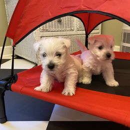 West Highland White Terrier Puppies from Cascading Westies