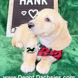 Hank AKC - Cream male Dachshund puppy in South Easton, Massachusetts from Depot Dachsies