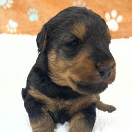 Hank - Grizzle and tan male Welsh Terrier puppy in West Plains, Missouri from Sycamore Ridge Puppies
