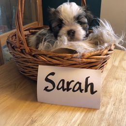 Sarah - Black and white Companion Cross puppy in Middle Island, New York from Growing Whiskers