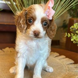 Lily - Blenheim female Cavapoo puppy in Pleasant Grove, Utah from Destination Doodles