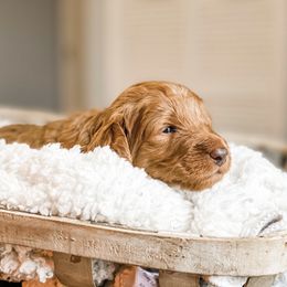 Bernedoodle, Goldendoodle, and Poodle Puppies from Florida Pumpkadoodles