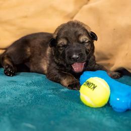 German Shepherd Puppies from Reign Land