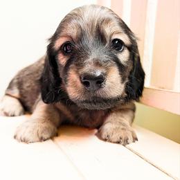 Diesel 3500 - Cream male Dachshund puppy in Sylvania, Alabama from Yancey’s Doxies