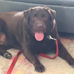 Labrador Retriever puppies from Whiskey River Labradors